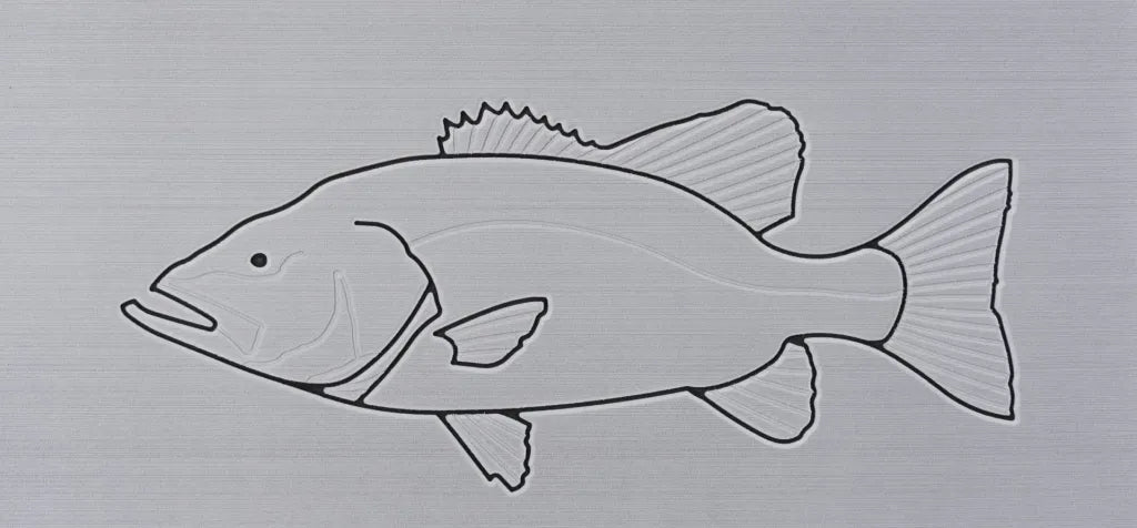 New Zealand Groper